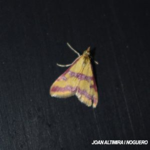 Pyrausta sanguinalis