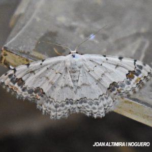 Scopula ornata