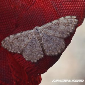 Scopula submutata