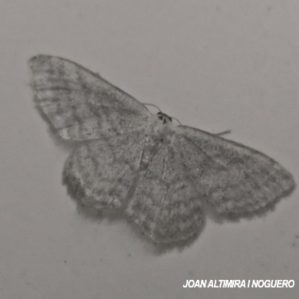 Scopula floslactata