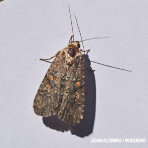 Spodoptera exigua