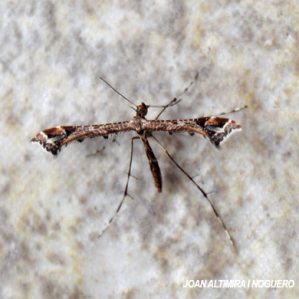 Stangeia siceliota