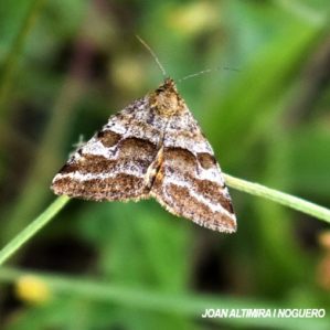 Synthymia fixa