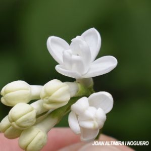 Syringa vulgaris var. albiflora. (Orn)