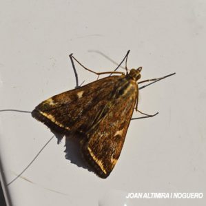 Loxostege sticticalis