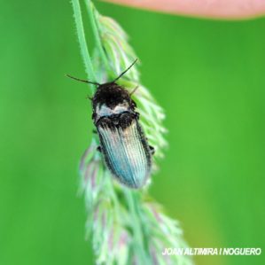 Cardiophorus goezei