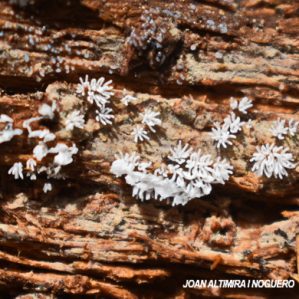 Ceratiomyxa fruticosa
