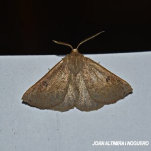 Crocallis dardoinaria