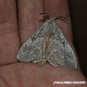 Dendrolimus pini