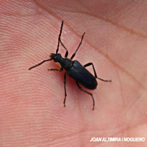 Grammoptera ruficornis