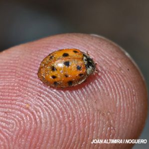 Harmonia axyridis