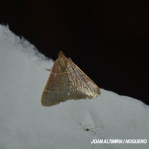 Hypsopygia glaucinalis