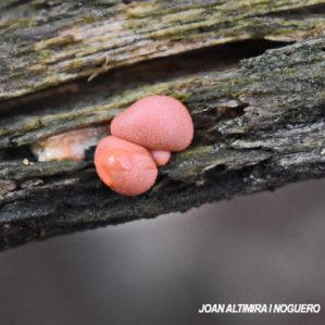 Lycogala epidendrum