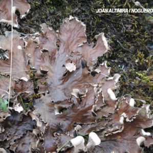 Peltigera rufescens