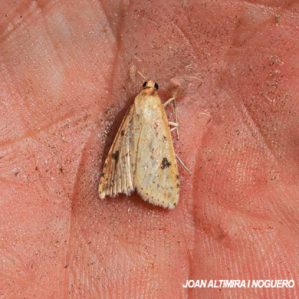 Udea numeralis