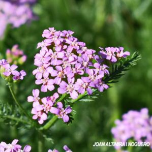 Achillea roseoalba