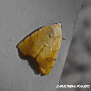 Xanthodes albago