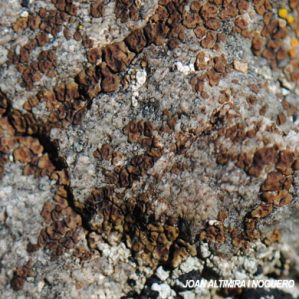 Acarospora fuscata