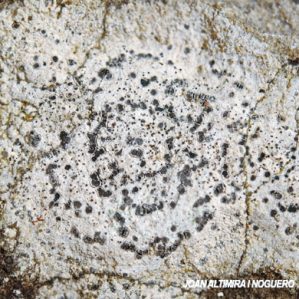 Aspicilia candida