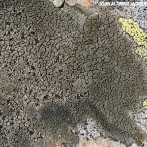 Aspicilia cinerea