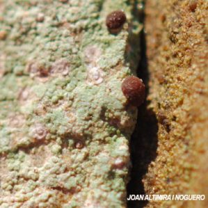 Baeomyces rufus