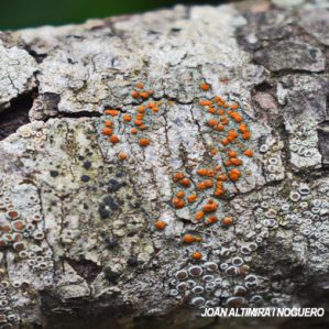Blastenia ferruginea