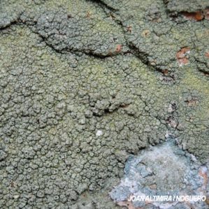 Pertusaria rupicola
