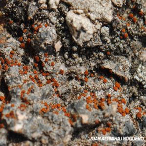 Rufoplaca arenaria