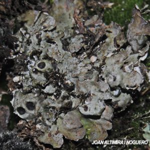 Solorina bispora