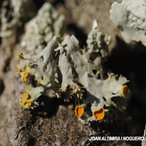 Teloschistes lacunosus