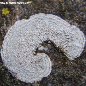 Varicellaria lactea