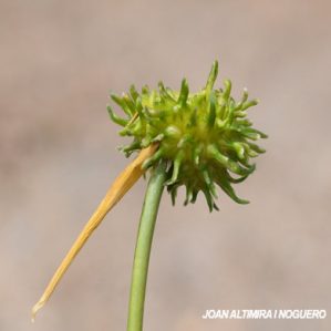 Anomalia 63 (Armeria sp.)