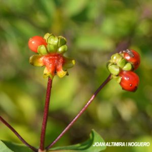 Anomalia 54 (Lonicera etrusca)