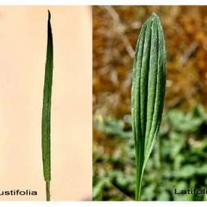 Angustifolia