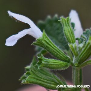 Ballota nigra subsp foetida. var. albiflora