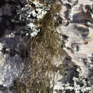Bryoria fuscescens