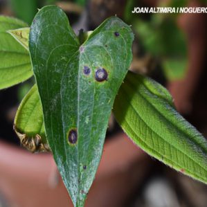 Septoria smilacis. (Pat)