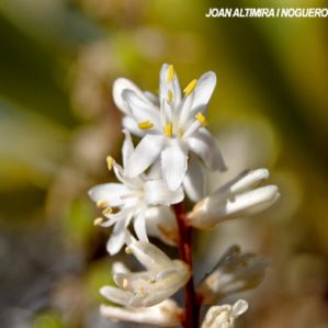 Cordyline banksii. (Orn)