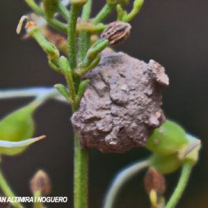 Eumedes sp.