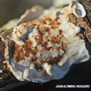 Byssomerulius corium