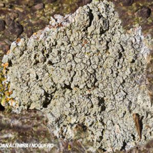 Ochrolechia pallescens