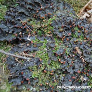 Peltigera horizontalis