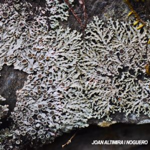 Phaeophyscia ciliata