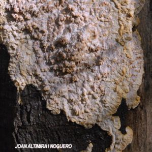 Phlebia rufa