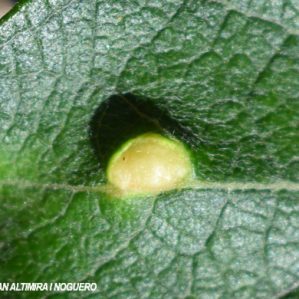 Pontania pedunculi