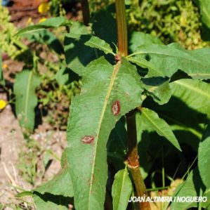 Puccinia phragmitis. (Pat)