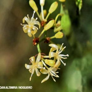 Smilax rotundifolia. (Nat)