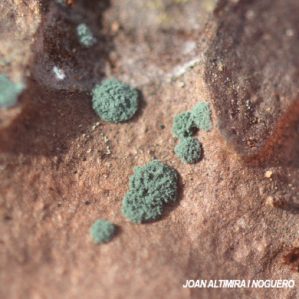 Trichoderma viride