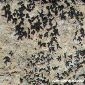 Axyloria mougeotii