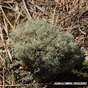 Cladonia mediterranea